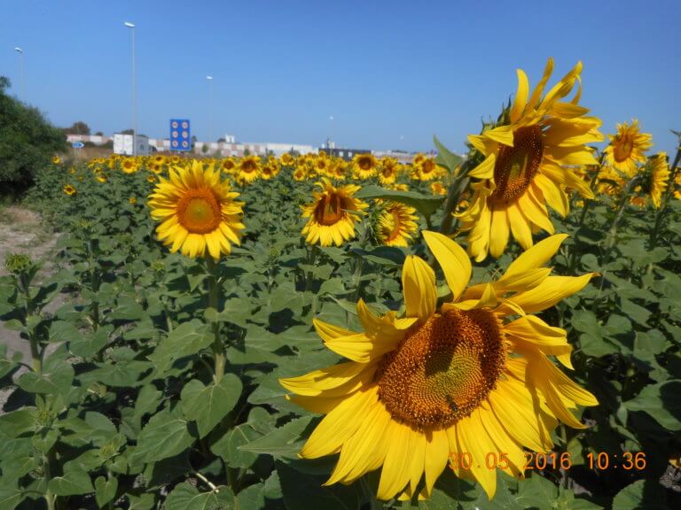 Sonnenblumenfelder in Andalusien