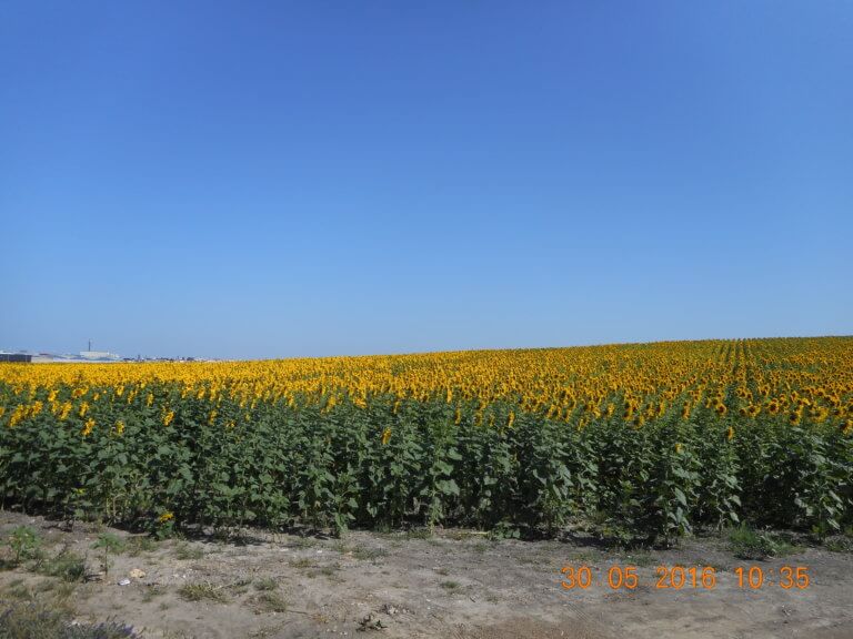 Sonnenblumenfelder in voller Pracht